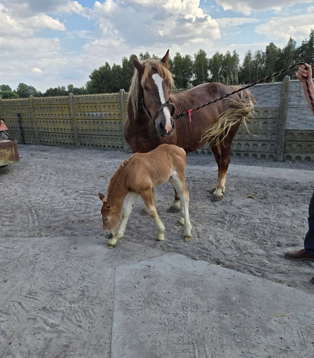Klacz zimnokrwista z licencją ze źrebakiem