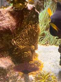Ricordea Florida Gold koralowiec