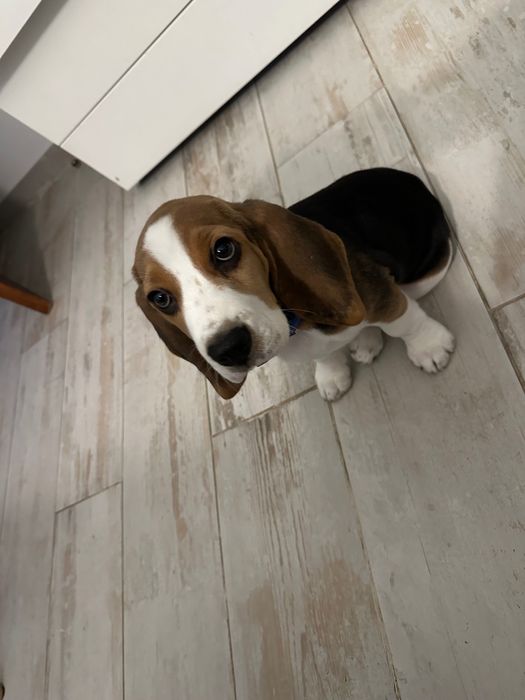 Beagle tricolor puro de raça