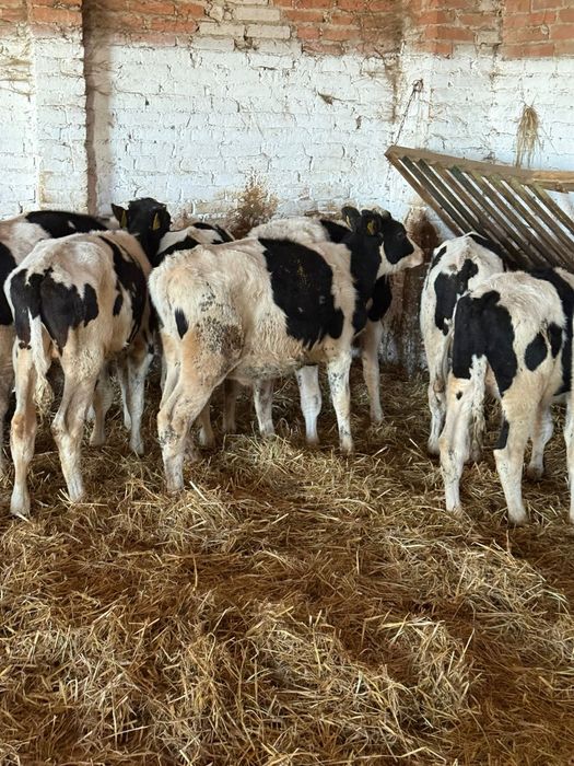 Byki ncb nowa dosatwa