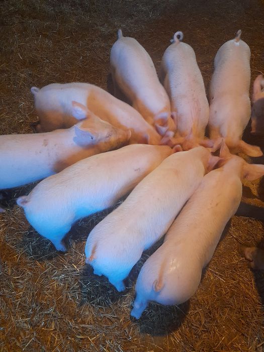 Sprzedam prosiaki warchlaki wiek 8 tygodni