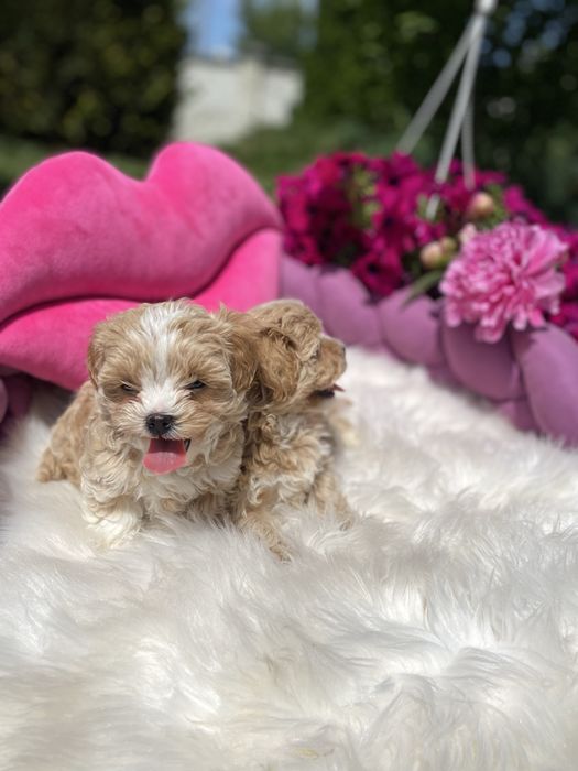 Маленькі мальтипу на вибір