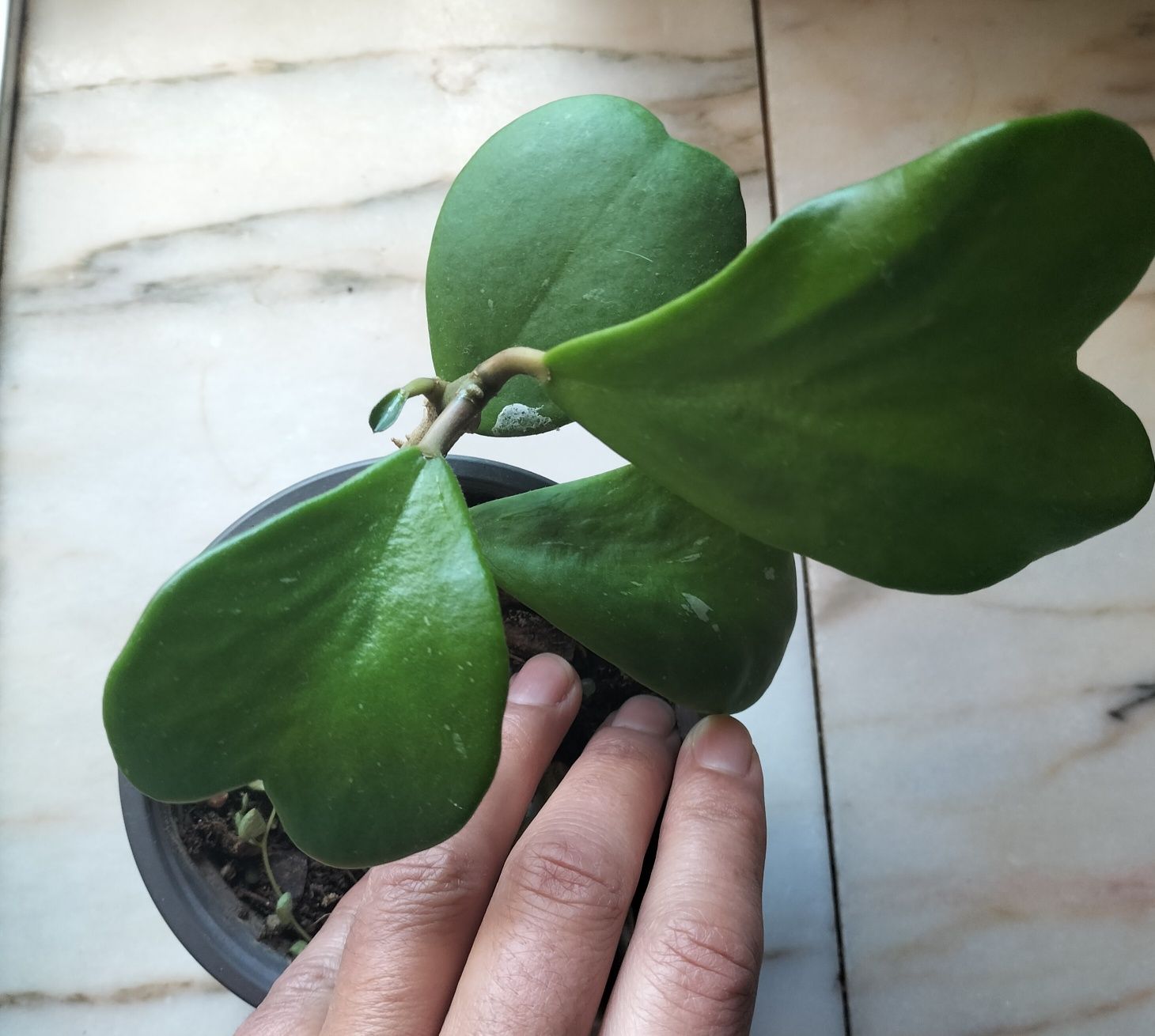 Hoya Kerrii enraizadas