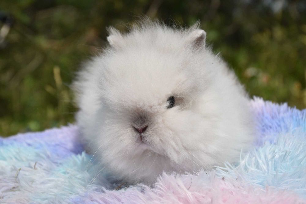 Karzełek Teddy / Królik karzełek / Miniaturka