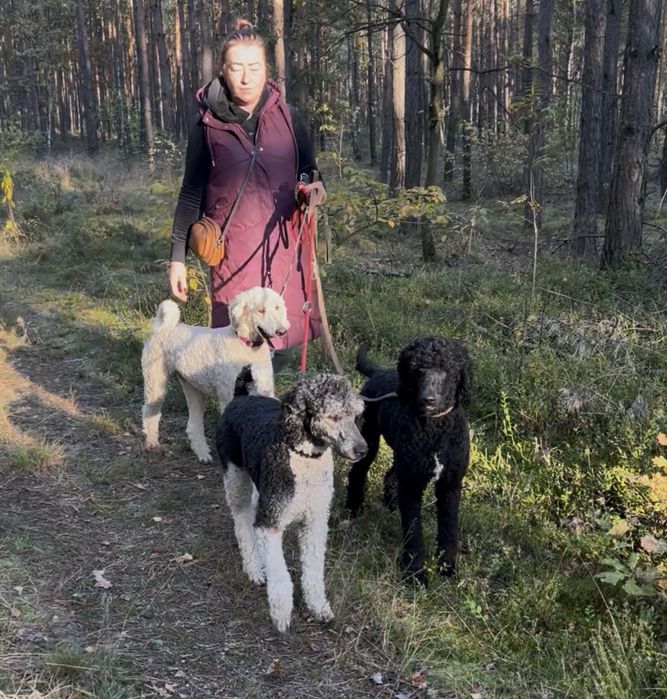 Pudel Standard Reproduktor krycie wielobarwny, płowy ,biały ,czarny,