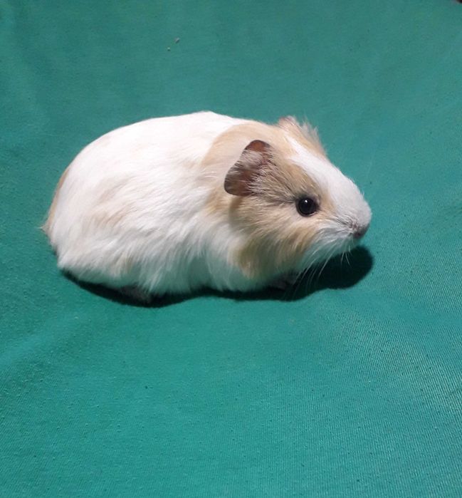 Морська свинка, гладкошерста.