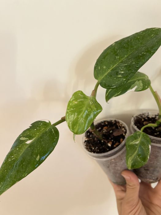 Филодендрон Белая принцеса (White Princess) tricolor