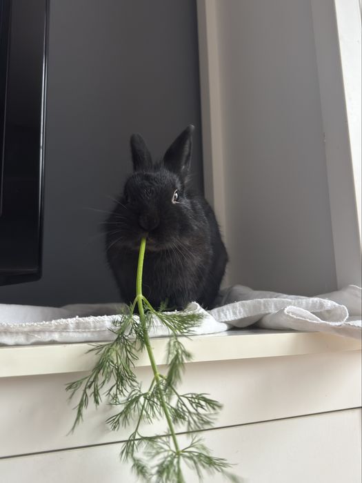 Black Mamba szuka nowego domu.