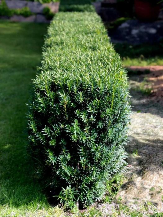 Taxus x media 'Hicksii' Тис середній  контейнер Р9 0,5 л