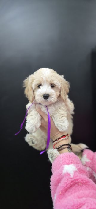 maltipoo szkolenie test campbella 10/10 pudel malti