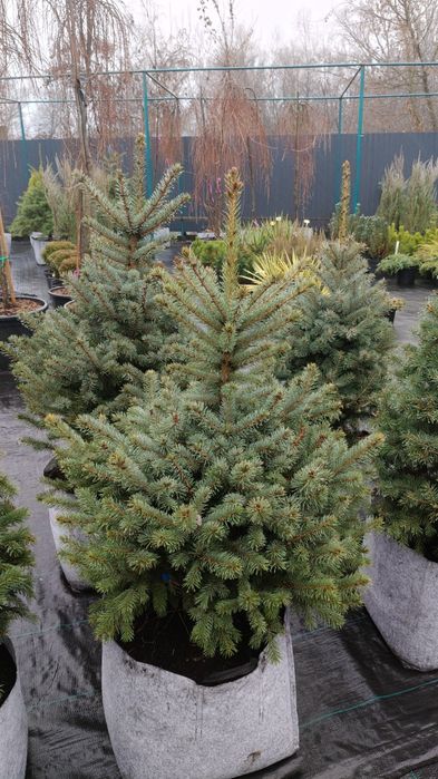 Сосни, ялинки, ялиці в наявності