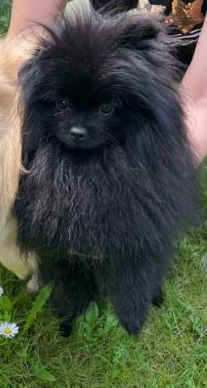 Szpic mini Pomeranian piesek  3x szczep. 5 mies. Okazja! ! 1 .