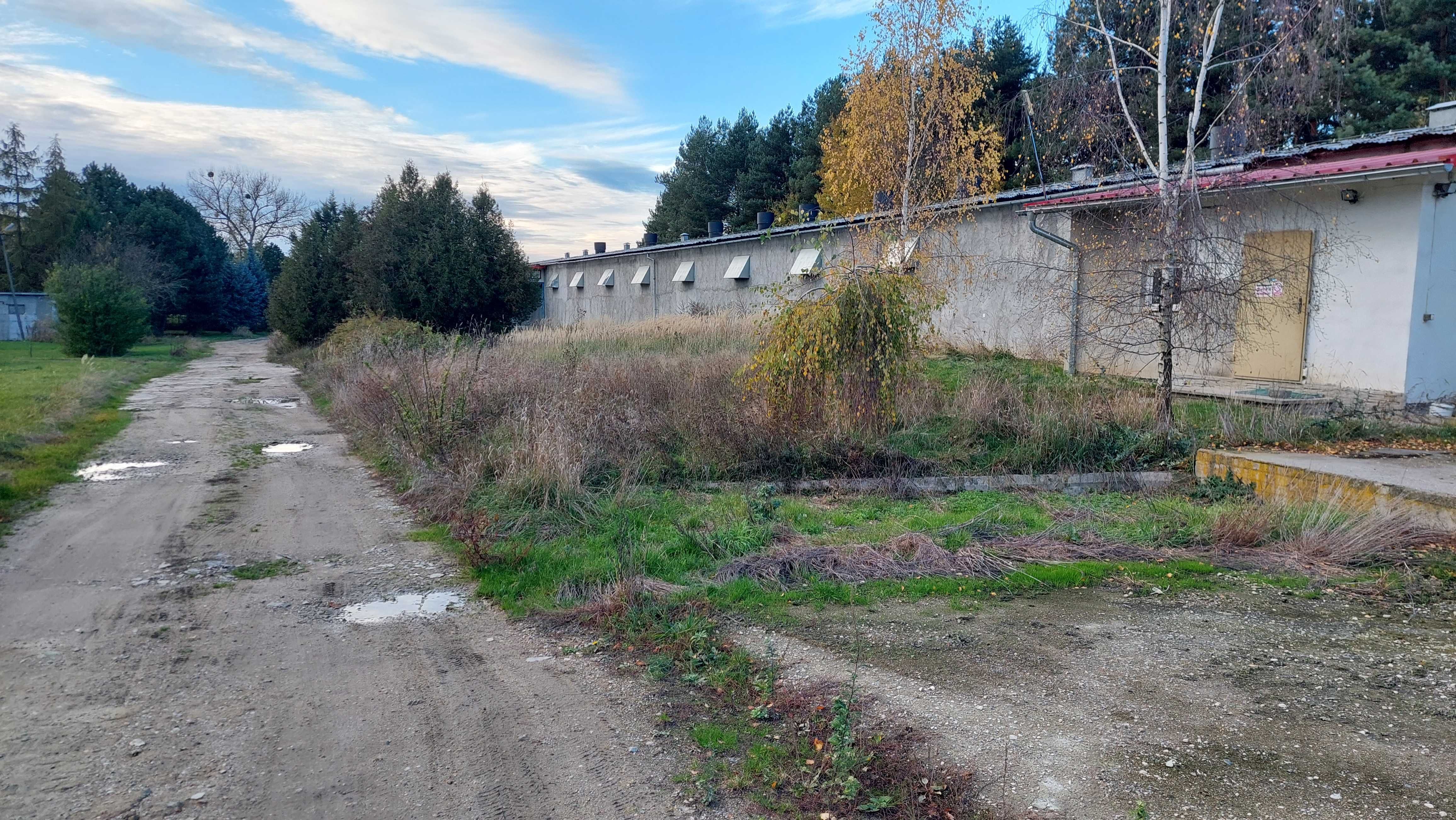 Wyposażona ferma drobiu, do hodowli kury nioski