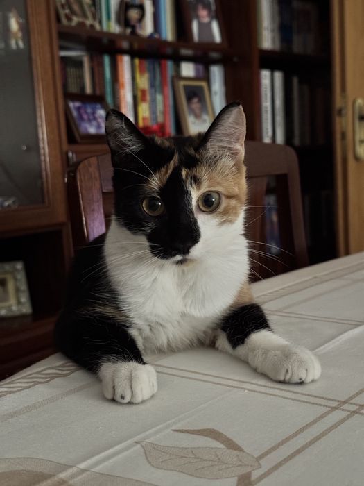 Pet Sitter de confiança – Cuido do seu animal com muito carinho