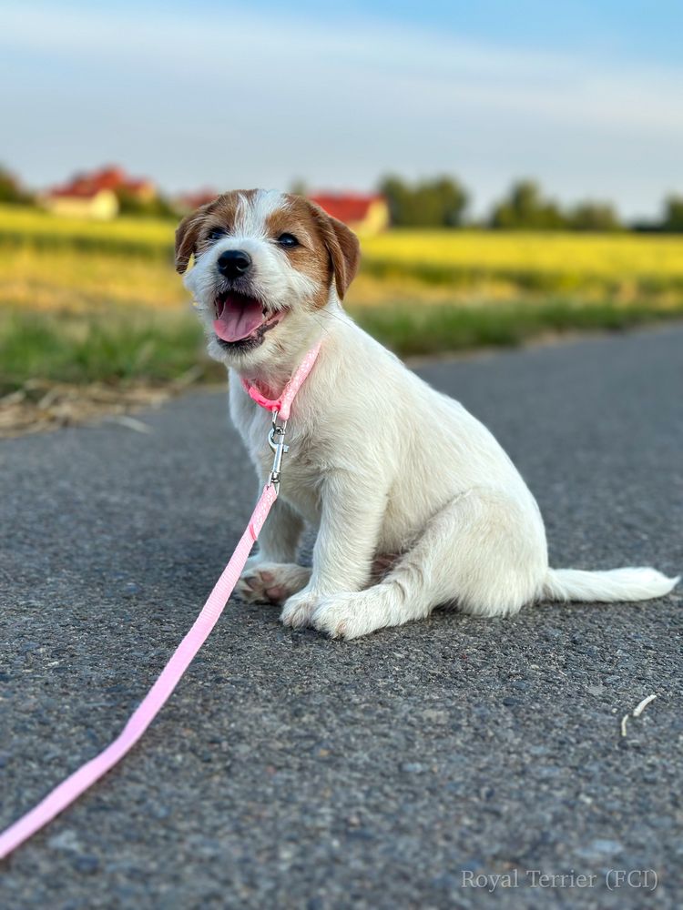 Suczka Jack Russell terrier ZKWP/FCI szorstkowlosa