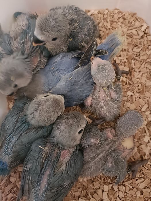 Rosicolis longfeathers para acabar de criar a mao