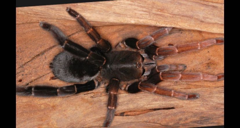 Lyrognathus giannisposatoi L3