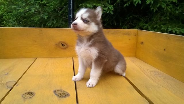 Szczenię Siberian Husky tel.-5.7.5.3.0.2.0.3.9.