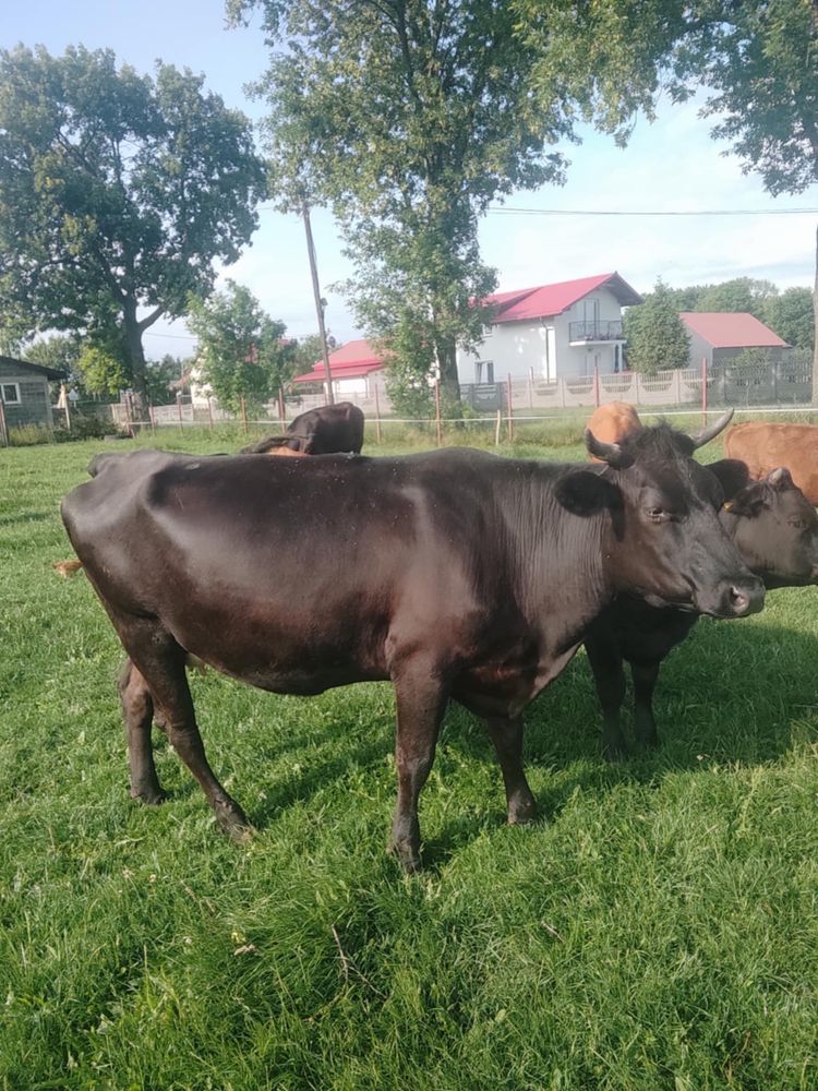 Sprzedam krowę zacieloną