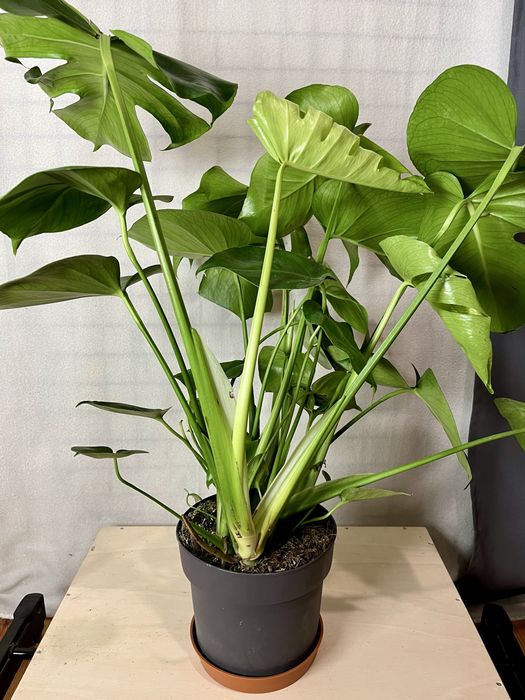 Monstera dziurawa Monstera deliciosa  wysokość 70 cm