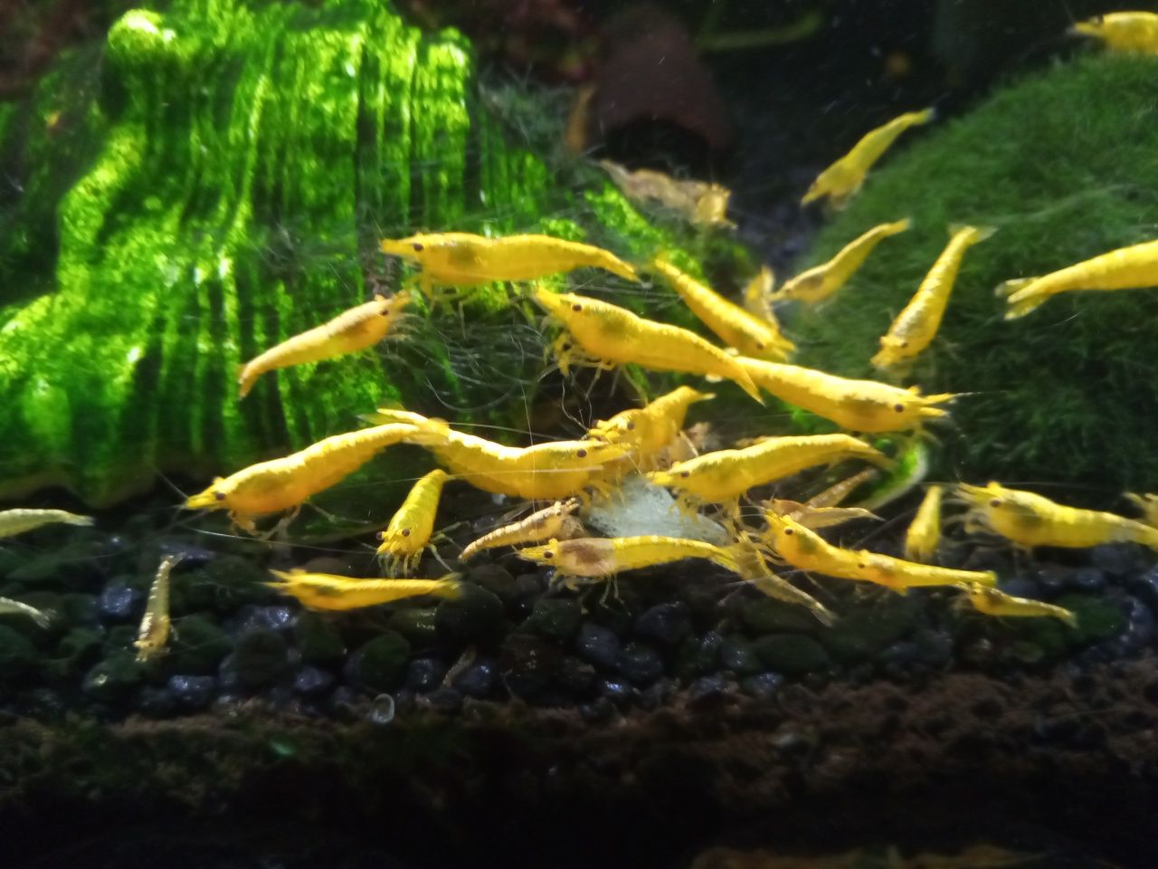 Krewetki Yellow Neon Neocaridina selekcjonowane jakość