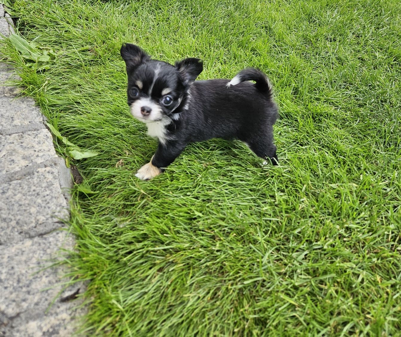 Chihuahua długowłosy FCI