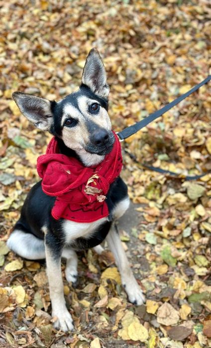 собака безкоштовно в добрі руки, Амі 1 рік