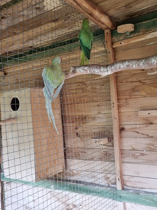 Aleksandretta obrożna