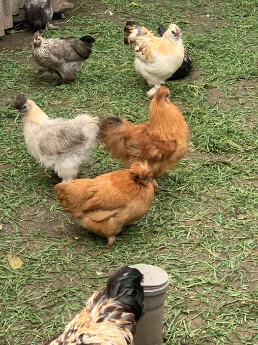 Пухові кури бентамки