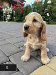 Śliczny szczeniak cocker spaniel