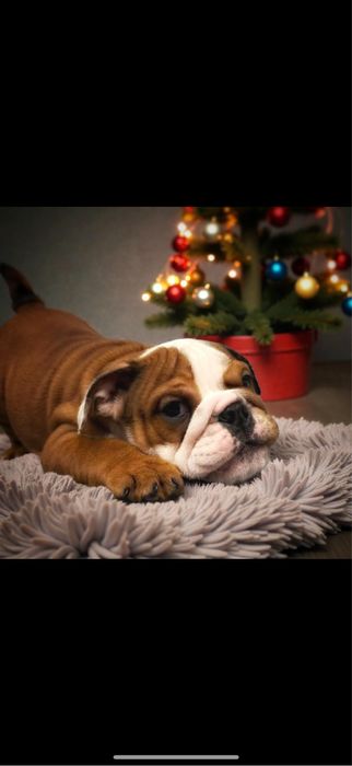 Buldog angielski FCI