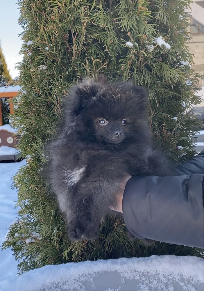 Померанський шпіц чистокровний