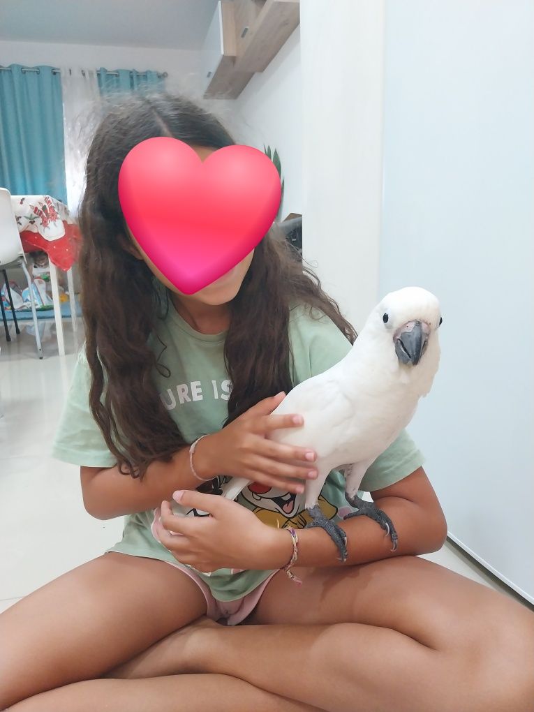 Catatua Alba macho