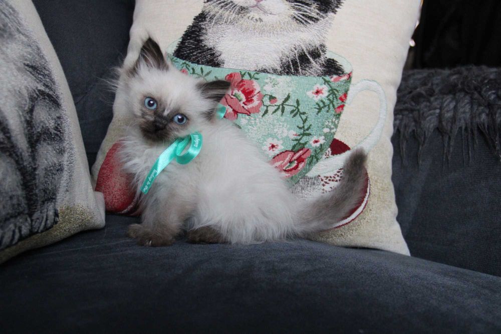 kotka syberyjska Neva Masquarade