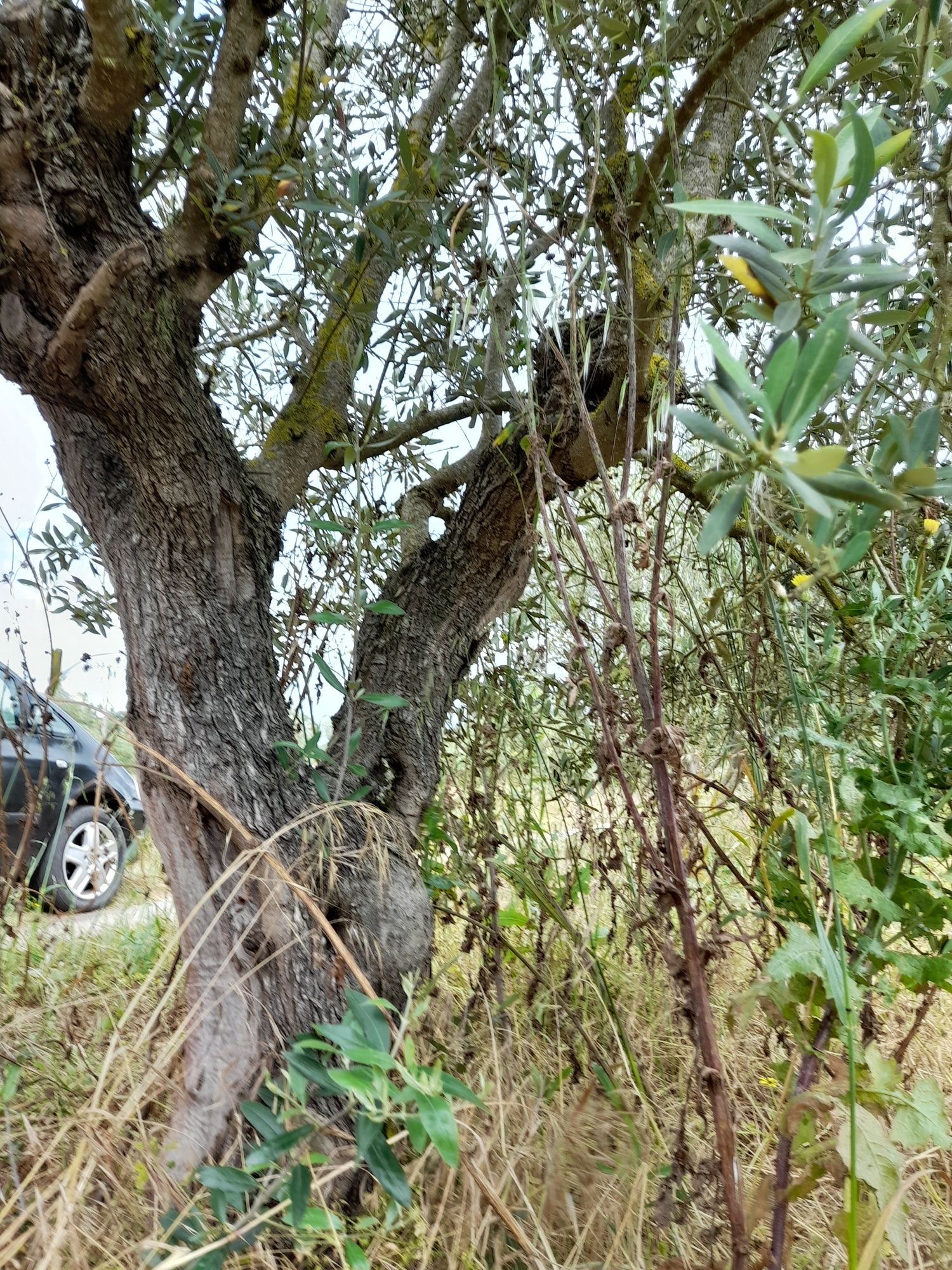 Oliveiras de jardim