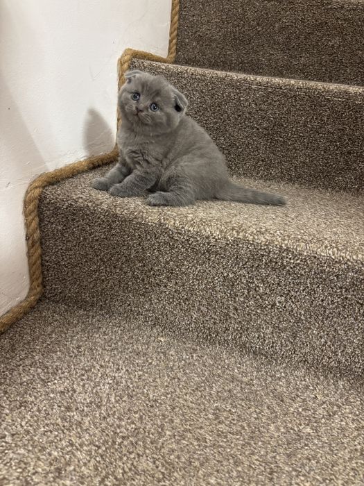 Śliczna koteczka szkocka