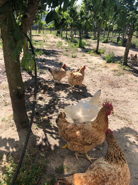 Ovos de galinhas caseiras 100% biológicos