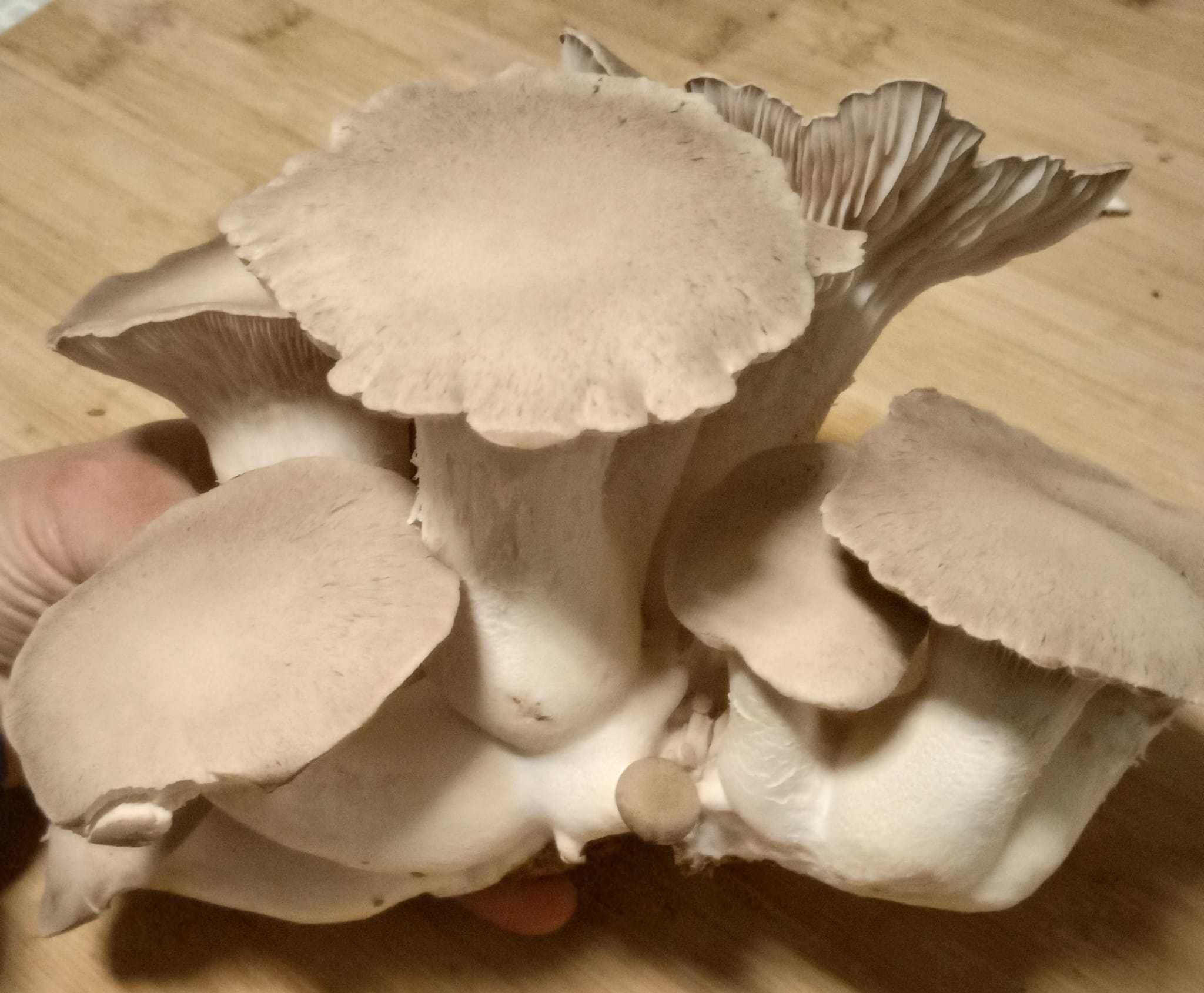 Cogumelos Pleurotus Eryngii