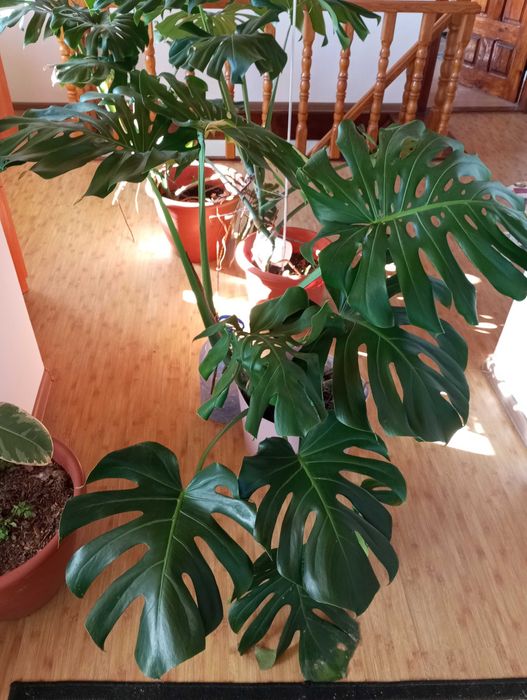 Монстера делікатесна. Monstera Deliciosa