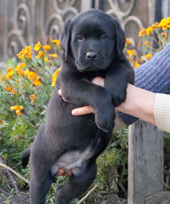 Лабрадор ретривер КСУ