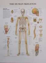 Poster grande de Medicina com Ossos e Esqueleto