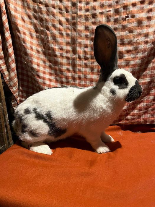 Sprzedam samca OSN z rodowodem