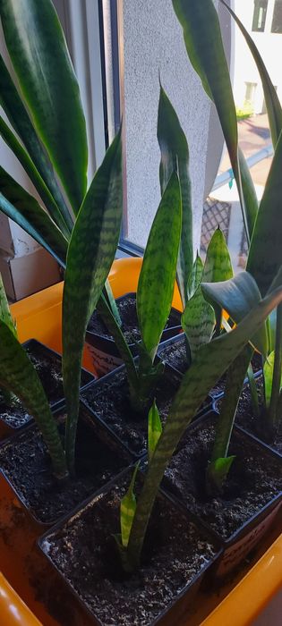 Sansewieria sadzonki rozsada