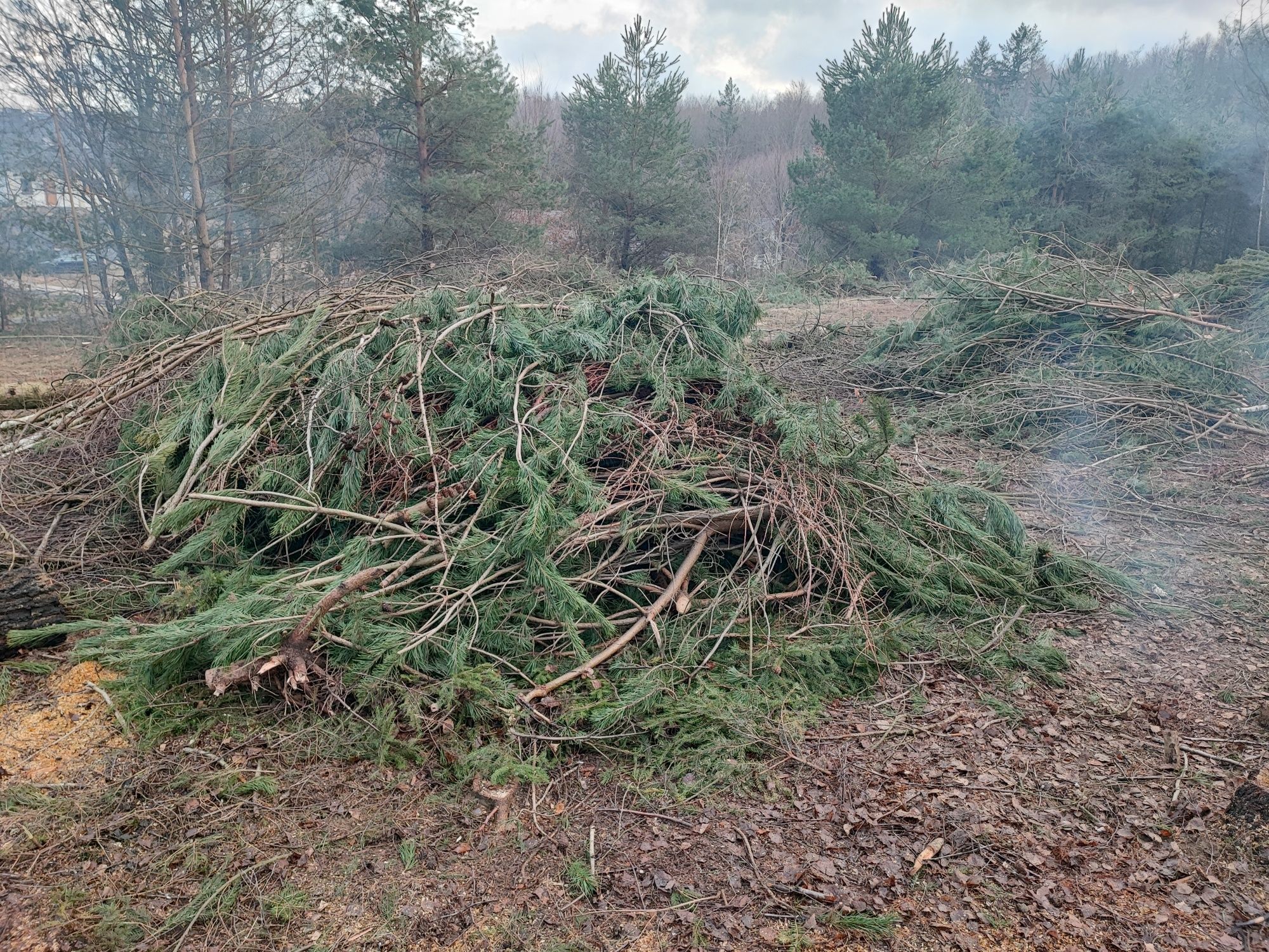 Korzenie, gałęzie pod rębak