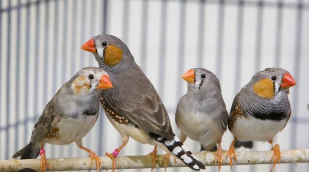 Canários,  mandarins
