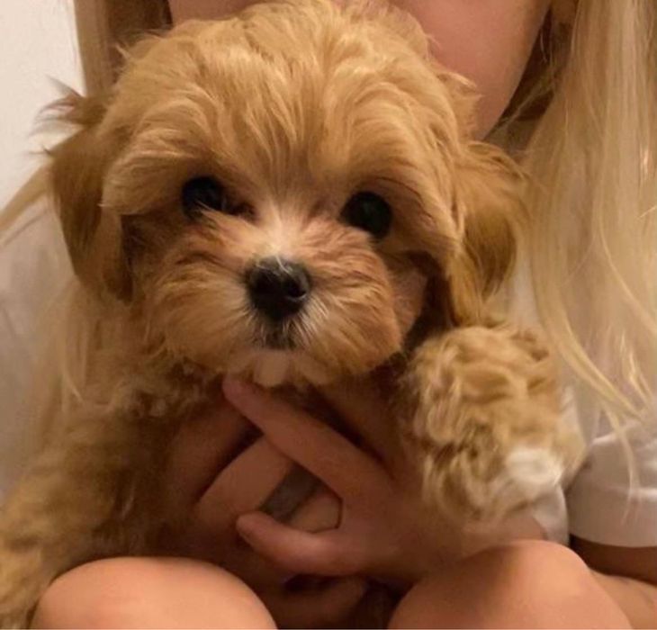 Premium Мальтипу только у нас