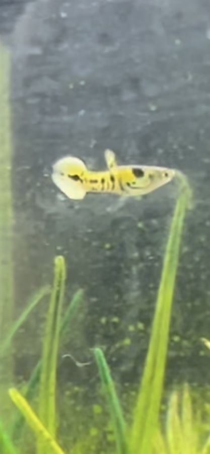 Guppys para venda