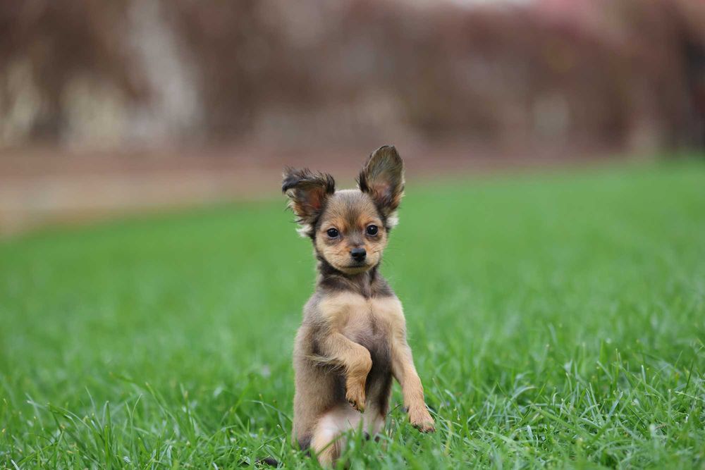 Rosyjski toy dlugowlosy piesek FCI