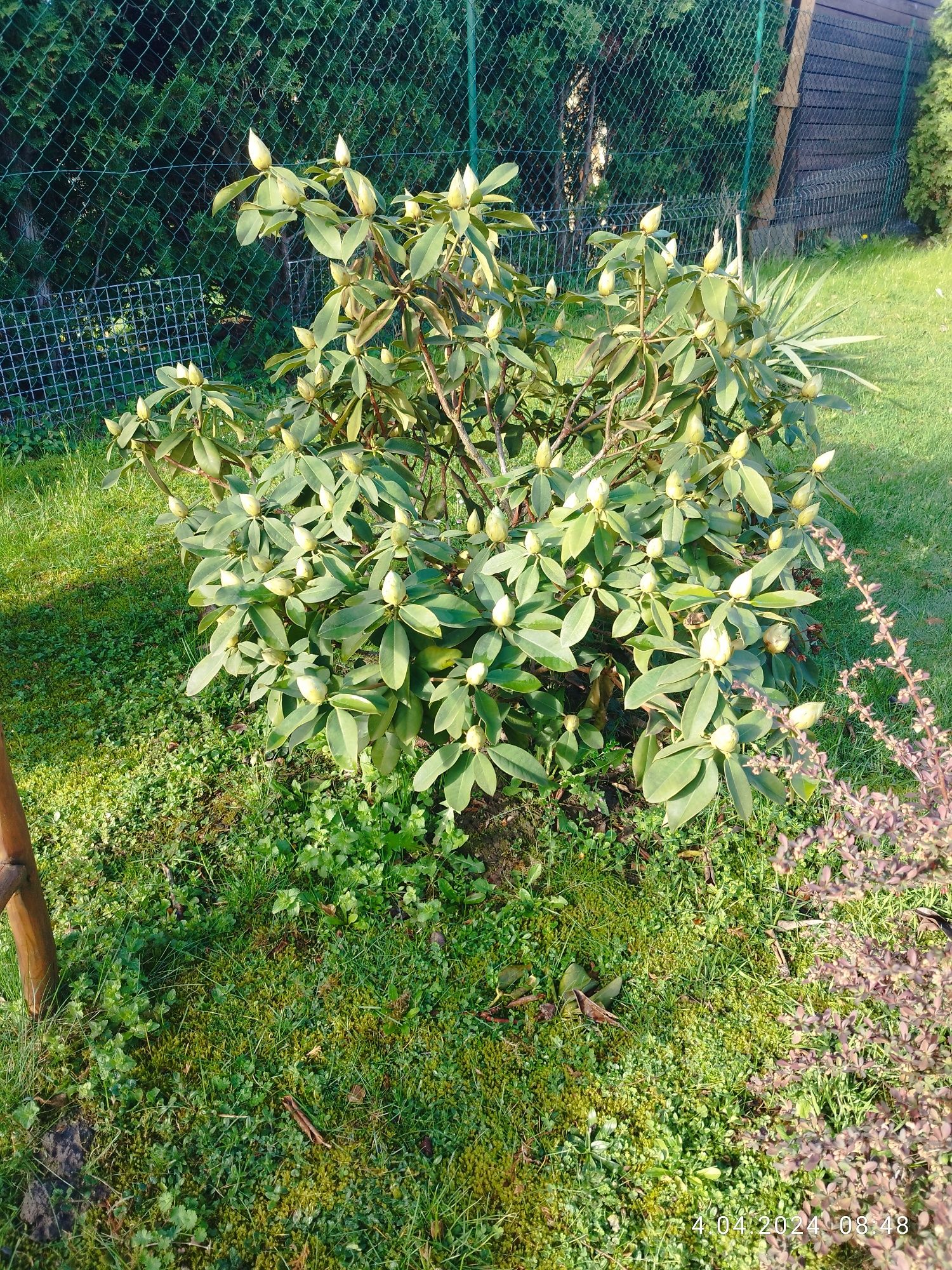 Magnolia, rozanecznik