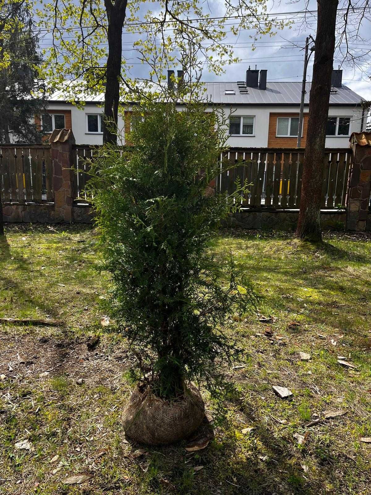 Tuja Barbant Thuja Żywotnik zachodni 120-150cm Producent Kopane Żywopł